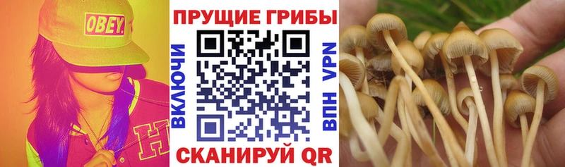 Псилоцибиновые грибы прущие грибы  Купить закладки  Ржев 